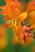 CROCOSMIA TIGER MONTBRETIA