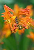 CROCOSMIA TIGER MONTBRETIA