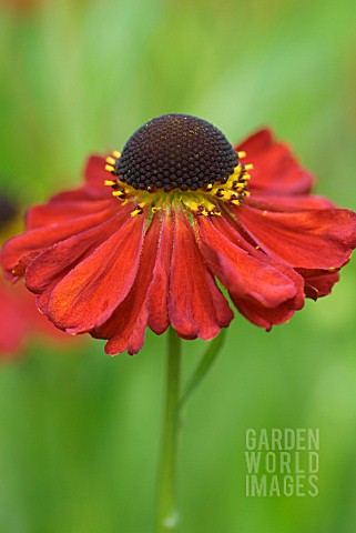HELENIUM_RED_ARMY