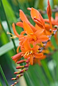 CROCOSMIA X CROCOSMIFLORA QUEEN CHARLOTTE