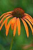 ECHINACEA ARTS PRIDE