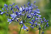 AGAPANTHUS MARTINE