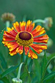 HELENIUM GAY GO ROUND