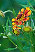 HELENIUM GAY GO ROUND