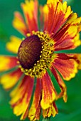 HELENIUM GAY GO ROUND