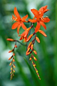 CROCOSMIA DOCTOR MARION WOOD, MONTBRETIA