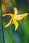 CROCOSMIA COLUMBUS, MONTBRETIA