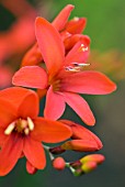 CROCOSMIA KRAKATOA MONTBRETIA