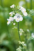 POLEMONIUM CAERULEUM, PAM