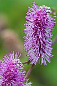 SANGUISORBA MAGNIFICA