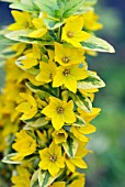 LYSIMACHIA PUNCTATA, GOLDEN GLORY