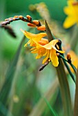 CROCOSMIA X CROCOSMIFLORA SOLPATERRE