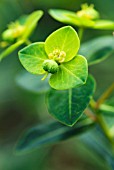 EUPHORBIA DONII SYN EUPHORBIA LONGIFOLIA