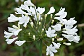 AGAPANTHUS ARCTIC STAR