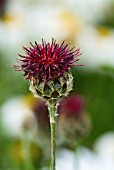 CENTAUREA BENOISTII MAROON CORNFLOWER