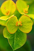 EUPHORBIA JESSIE