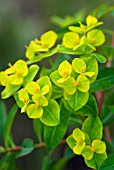 EUPHORBIA JESSIE