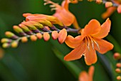 CROCOSMIA OKAVANGO