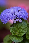 AGERATUM HOUSTONIANUM BLUE MINK