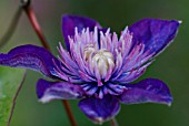 CLEMATIS MULTI BLUE