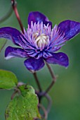 CLEMATIS MULTI BLUE