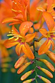 CROCOSMIA JUPITER MONTBRETIA