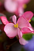 BEGONIA SEMPERFLORENS PINK AVALANCHE