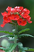 VERBENA AZTEC RED