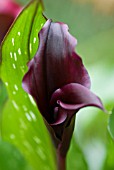 ZANTEDESCHIA BLACK STAR CALLA LILY