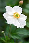 ANEMONE X HYBRIDA HONORINE JOBERT