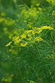 ANETHUM GRAVEOLENS DILL