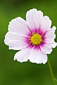 COSMOS BIPINNATUS DAYDREAM