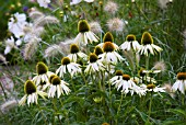 ECHINACEA PURPUREA WHITE SWAN BACKED BY PENNISETUM VILLOSUM CREAM FALLS