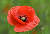 PAPAVER RHOEAS COMMON POPPY