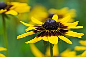 RUDBECKIA HIRTA KELVEDON STAR