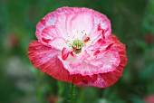 PAPAVER RHOEAS SHIRLEY SERIES, CORN POPPY