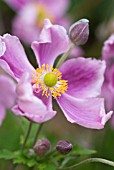 ANEMONE HUPEHENSIS LADY GILMOUR