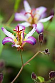 TRICYRTIS TAPEI, SILK TOAD LILY