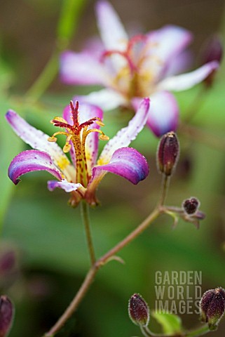 TRICYRTIS_TAPEI_SILK_TOAD_LILY