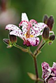 TRICYRTIS MATSUKAZE, TOAD LILY
