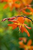 CROCOSMIA X CROCOSMIIFLORA ELLENBANK SKYLARK