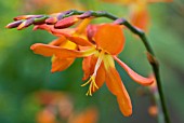 CROCOSMIA X CROCOSMIIFLORA ELLENBANK SKYLARK