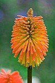 KNIPHOFIA PRAECOX