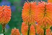 KNIPHOFIA PRAECOX