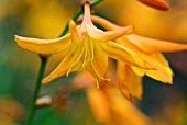 CROCOSMIA STAR OF THE EAST