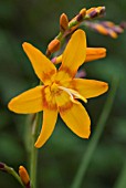 CROCOSMIA NIMBUS