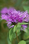 CENTAUREA CARAMIA, KNAPWEED