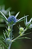 ERYNGIUM AMETHYSTINUM