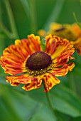 HELENIUM RAGAMUFFIN