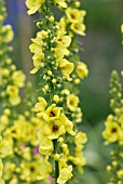 VERBASCUM MONSTER